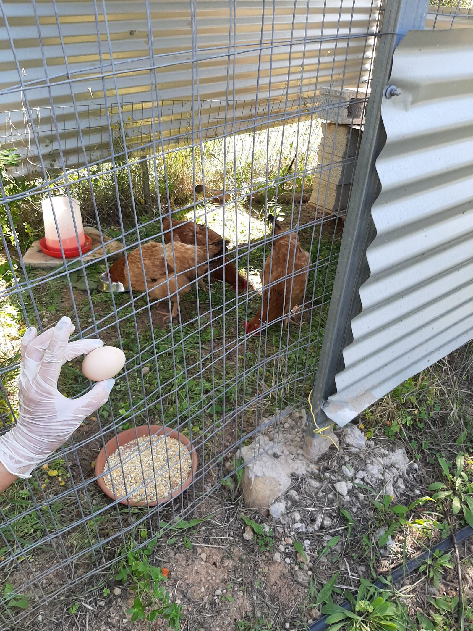 Samsung Galaxy A50 sample photo. Chicken, hens, hen coop photography