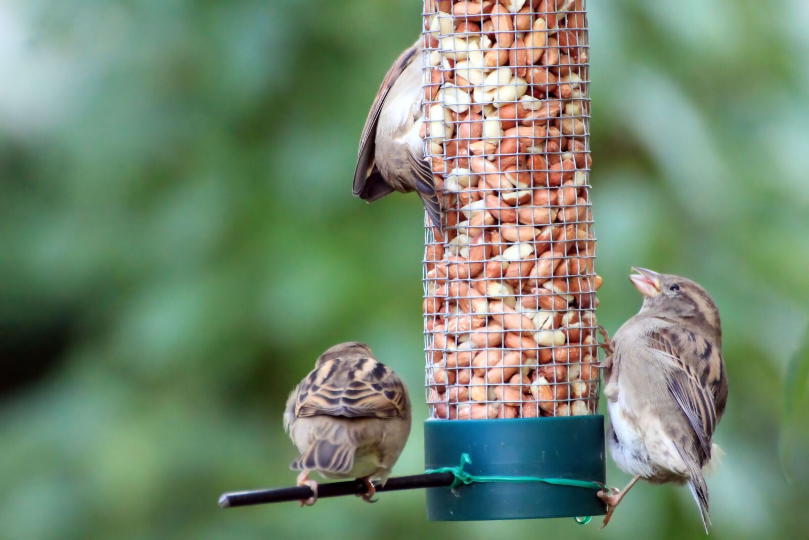 Canon EOS 1100D (EOS Rebel T3 / EOS Kiss X50) sample photo. Sparrows, birds, food photography