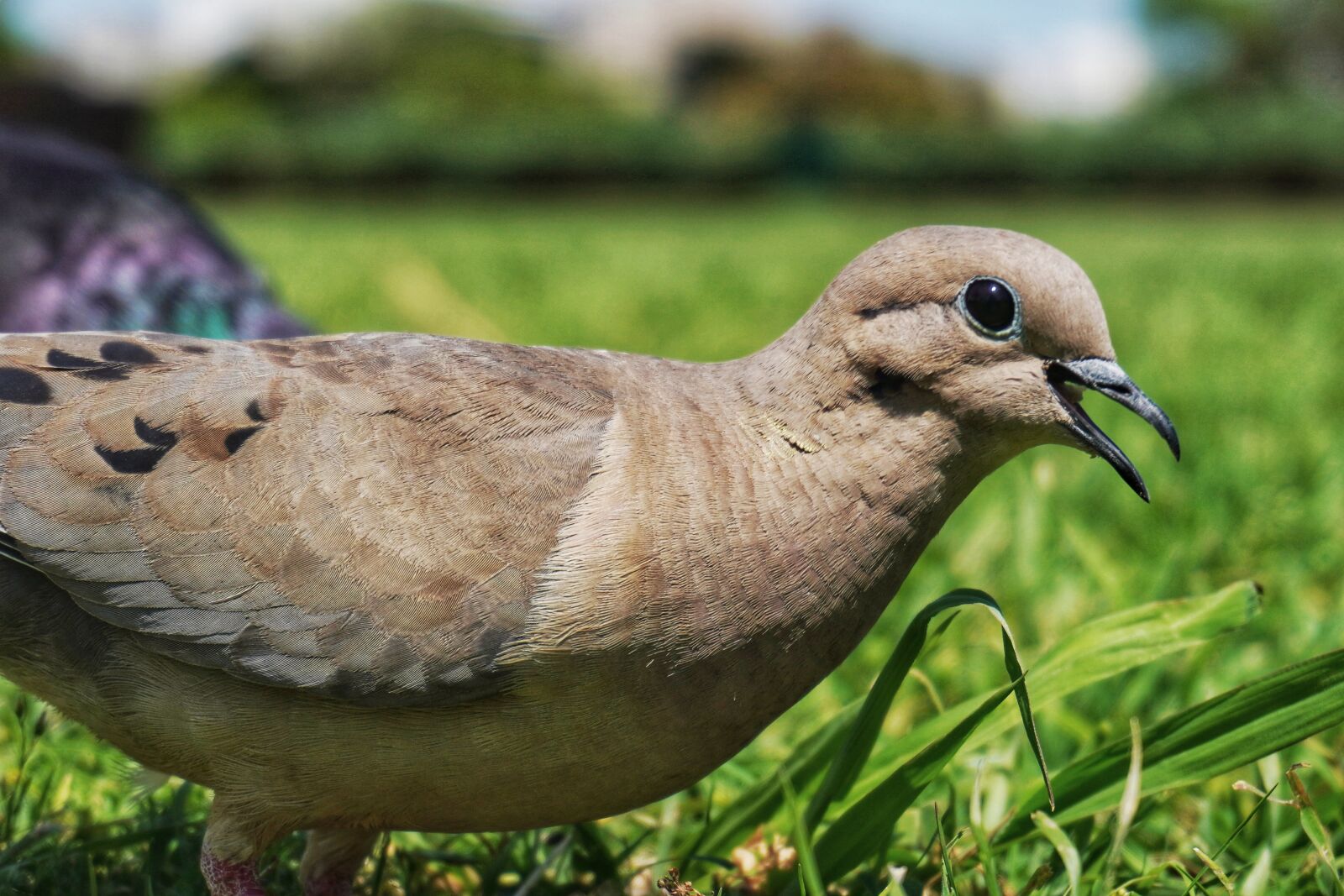 Sony a6400 sample photo. Birds, dove, pigeon photography