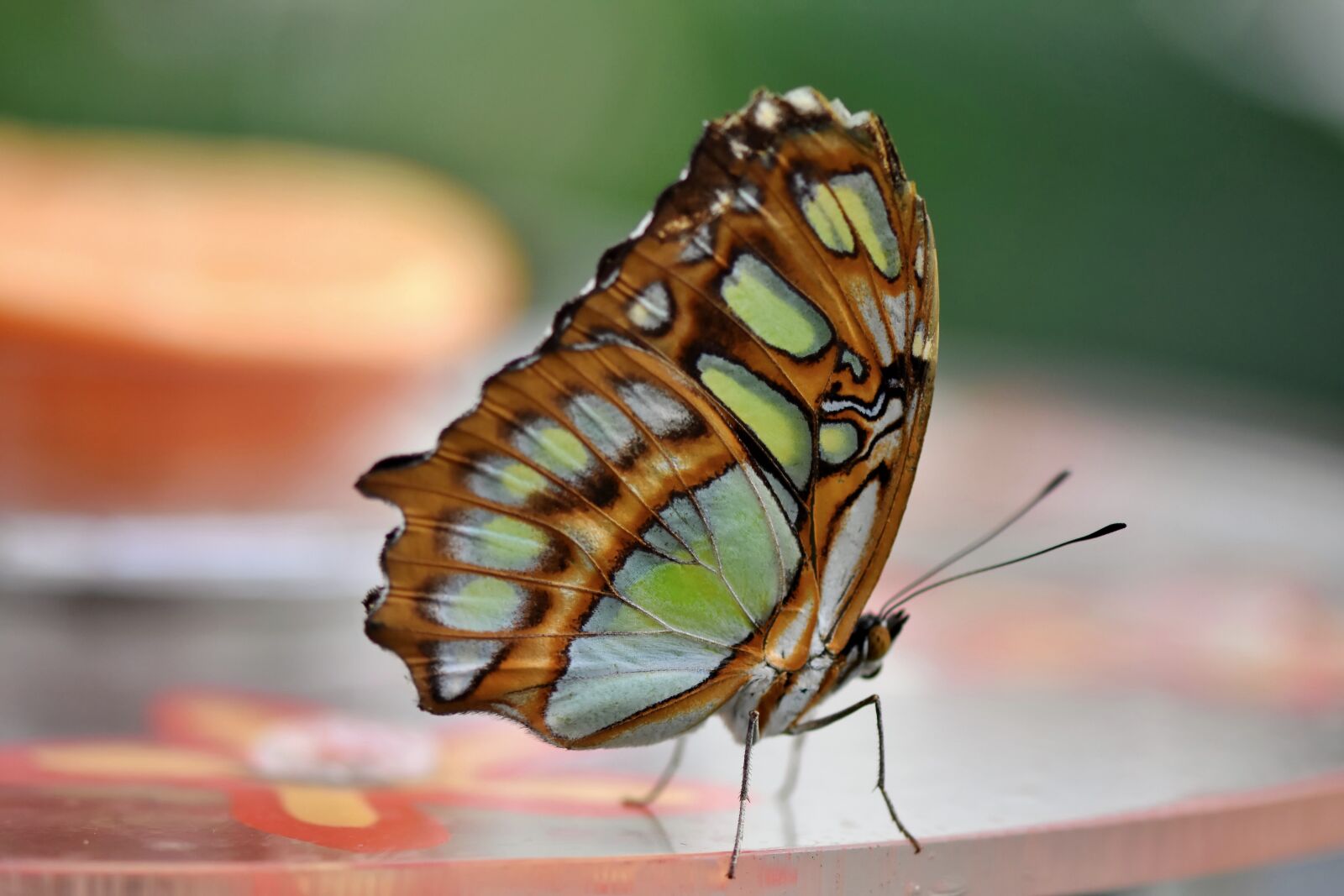 Nikon D7200 sample photo. Butterfly, tropical butterfly, exotic photography