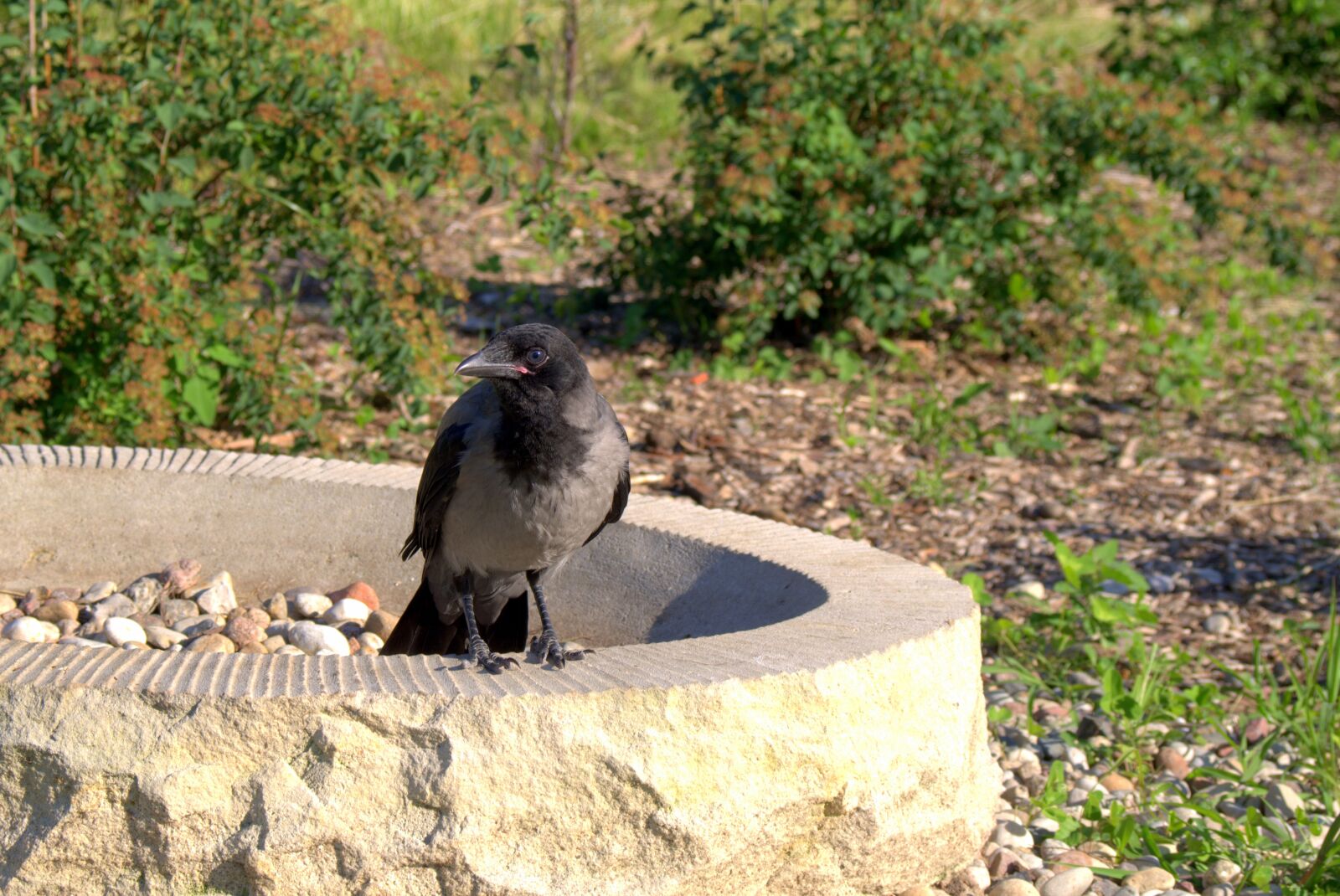 Pentax K-S2 sample photo. Crow, crows, bird photography