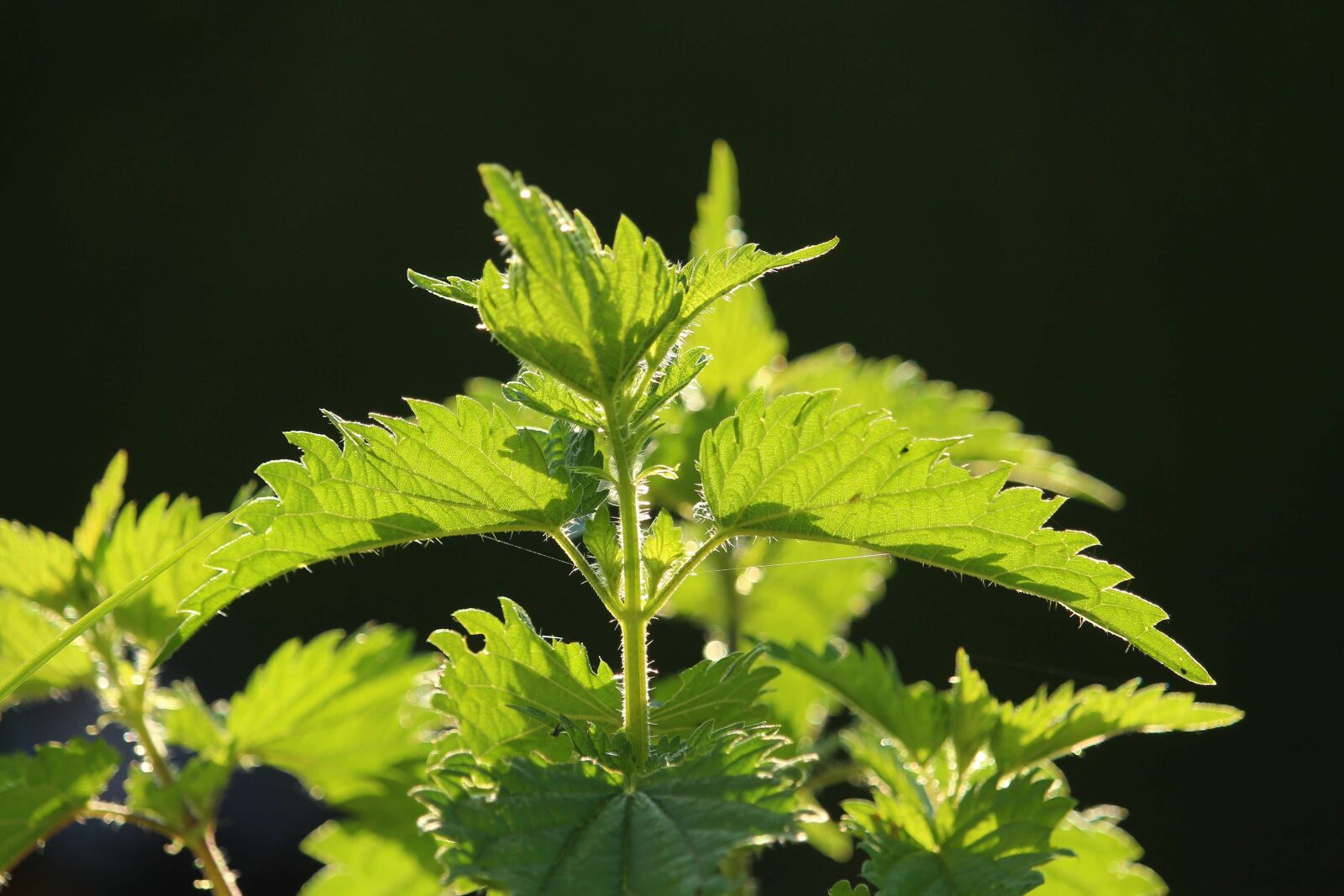 Canon EOS 1200D (EOS Rebel T5 / EOS Kiss X70 / EOS Hi) sample photo. Stinging nettle, close up photography