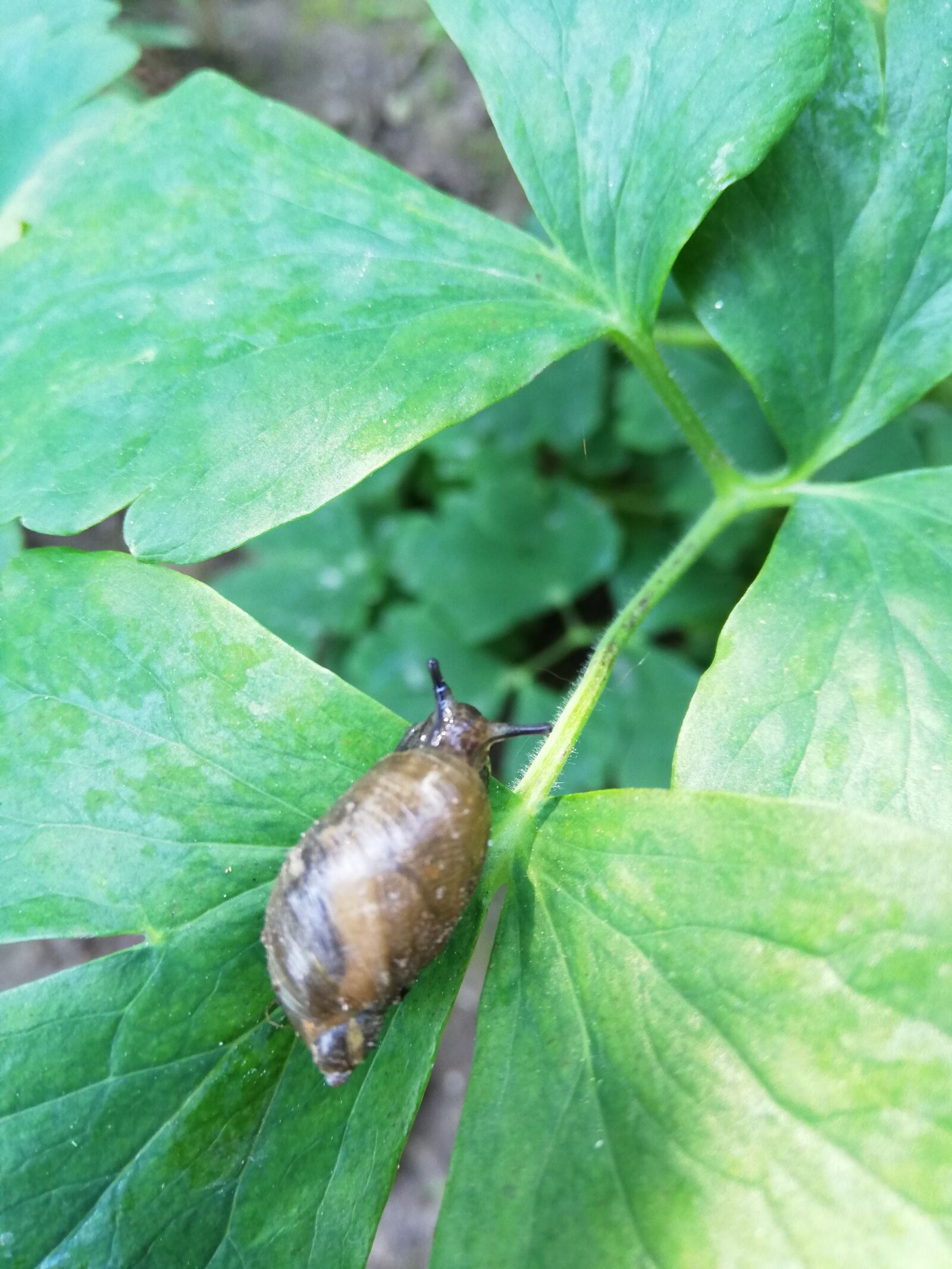 HUAWEI P20 lite sample photo. Snail, coil, sheet photography