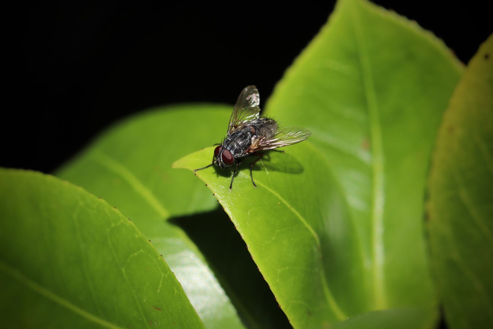 Canon EOS 800D (EOS Rebel T7i / EOS Kiss X9i) sample photo. Fly, insect, garden photography