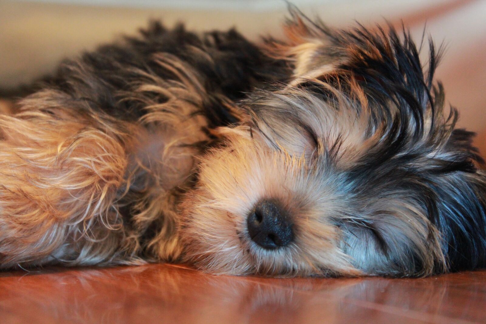 Canon EOS 600D (Rebel EOS T3i / EOS Kiss X5) + Canon EF-S 18-55mm F3.5-5.6 IS II sample photo. Sleeping dog, yorkshire terrier photography