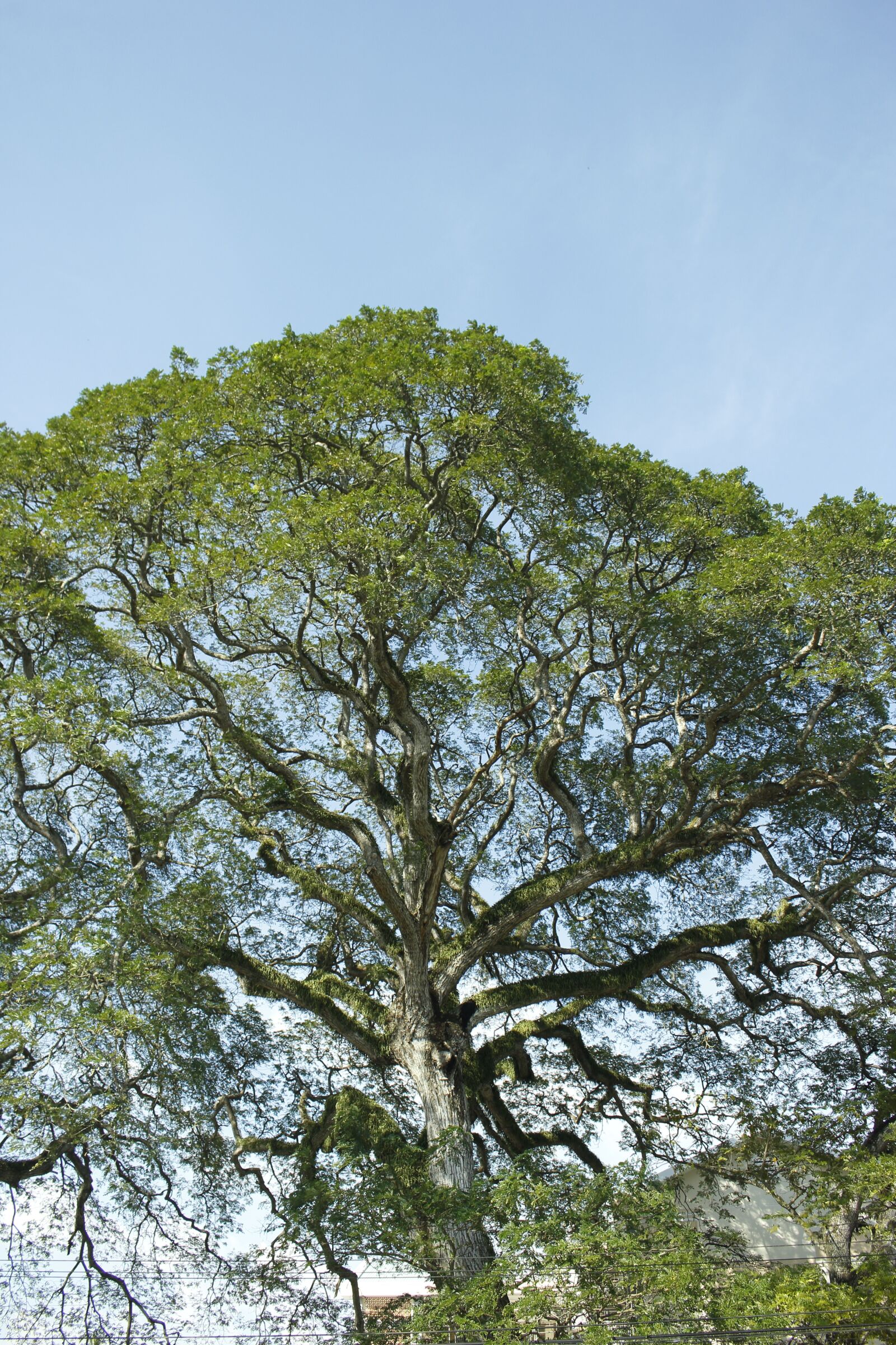 Canon EOS 60D sample photo. Tree, ancient tree, moss photography