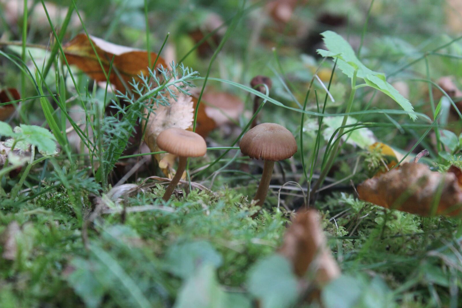 Canon EOS 600D (Rebel EOS T3i / EOS Kiss X5) sample photo. Mushroom, green, natural photography