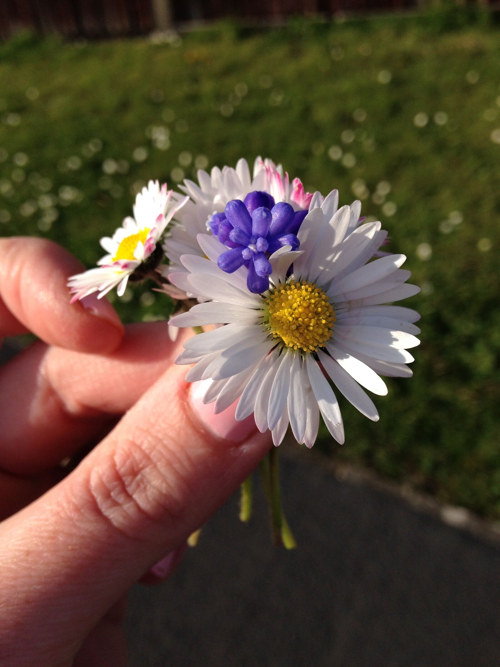 iPhone 5c back camera 4.12mm f/2.4 sample photo. Nature, flower, floral photography