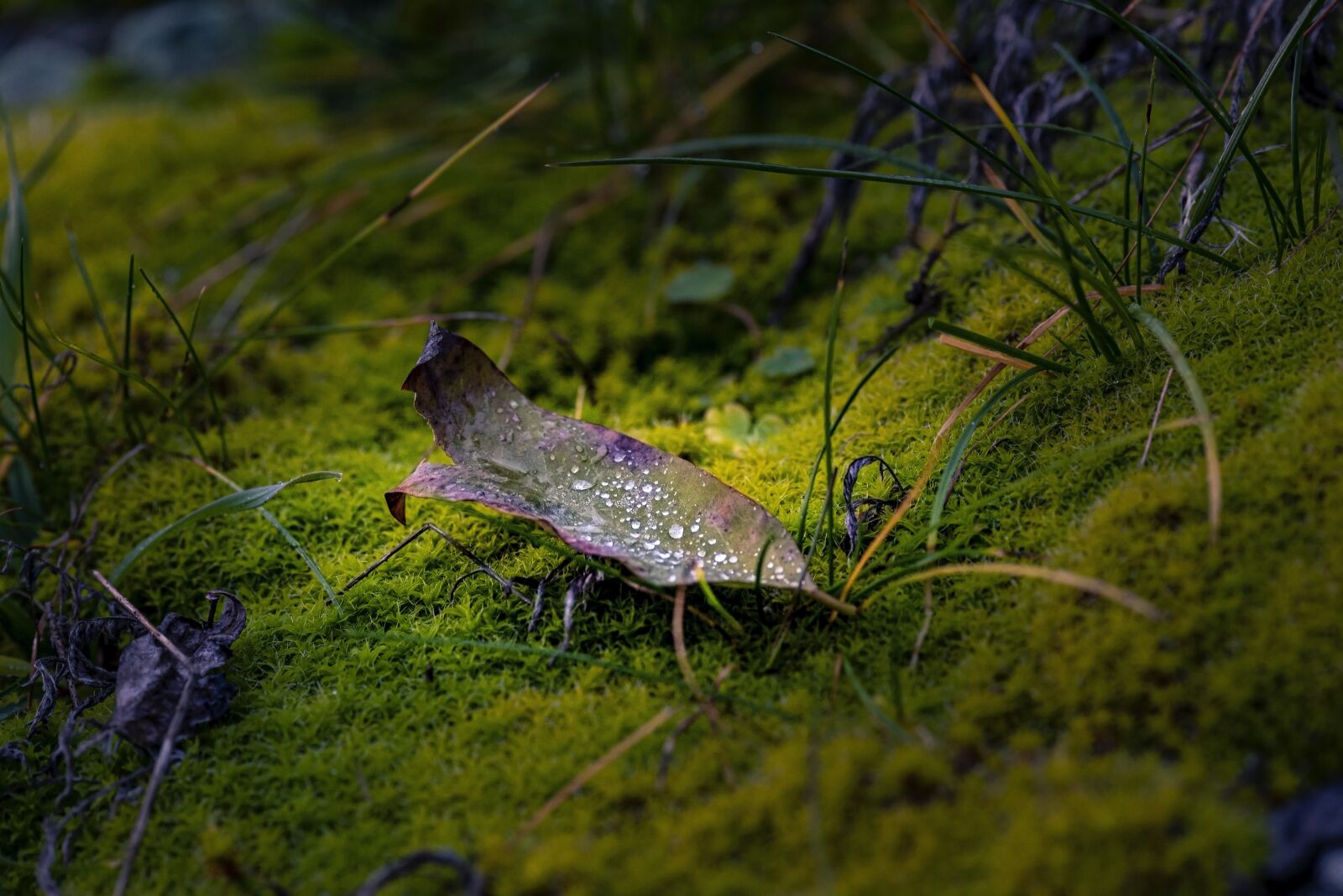Nikon D750 sample photo. Macro, green, leaf photography