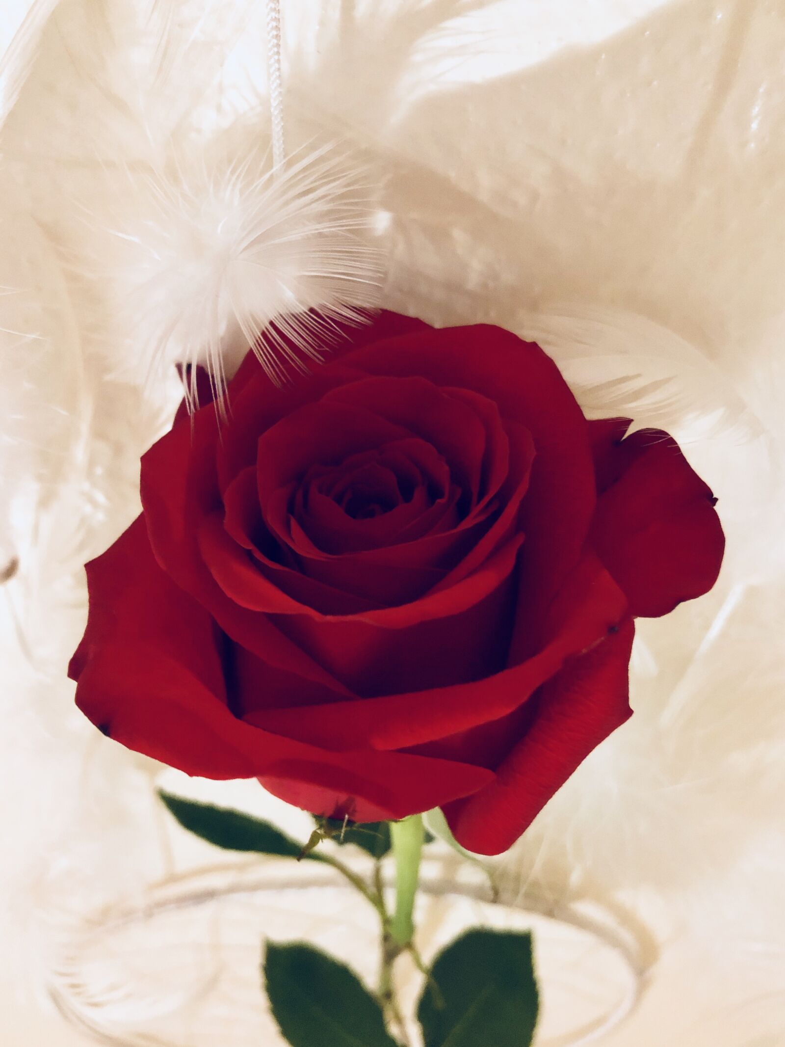 iPhone 8 Plus back dual camera 3.99mm f/1.8 sample photo. Rose, valentine, feather photography