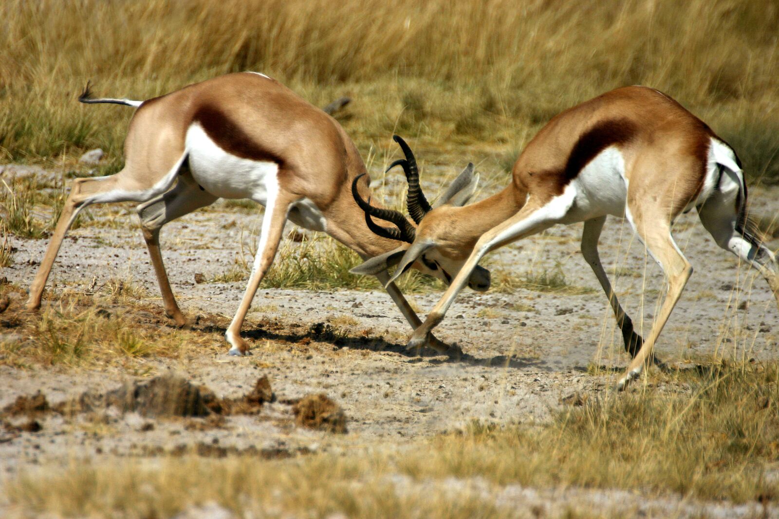 Canon EOS 300D (EOS Digital Rebel / EOS Kiss Digital) sample photo. Springbok, antelope, fight photography