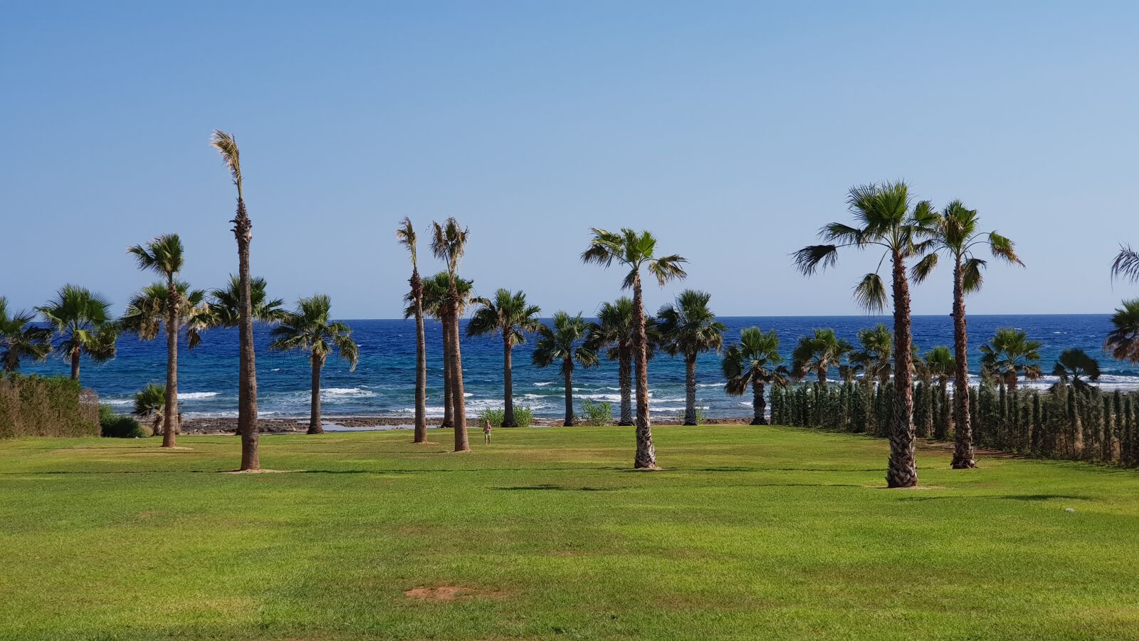 Samsung SM-N950F sample photo. Trees, palm trees, beach photography