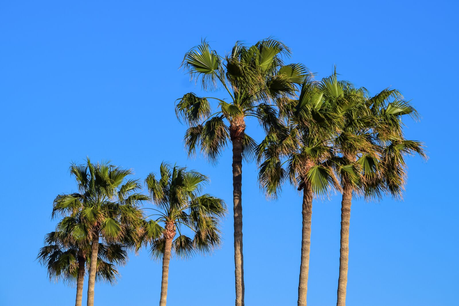 Nikon D3300 sample photo. Palm, tropical, trees photography