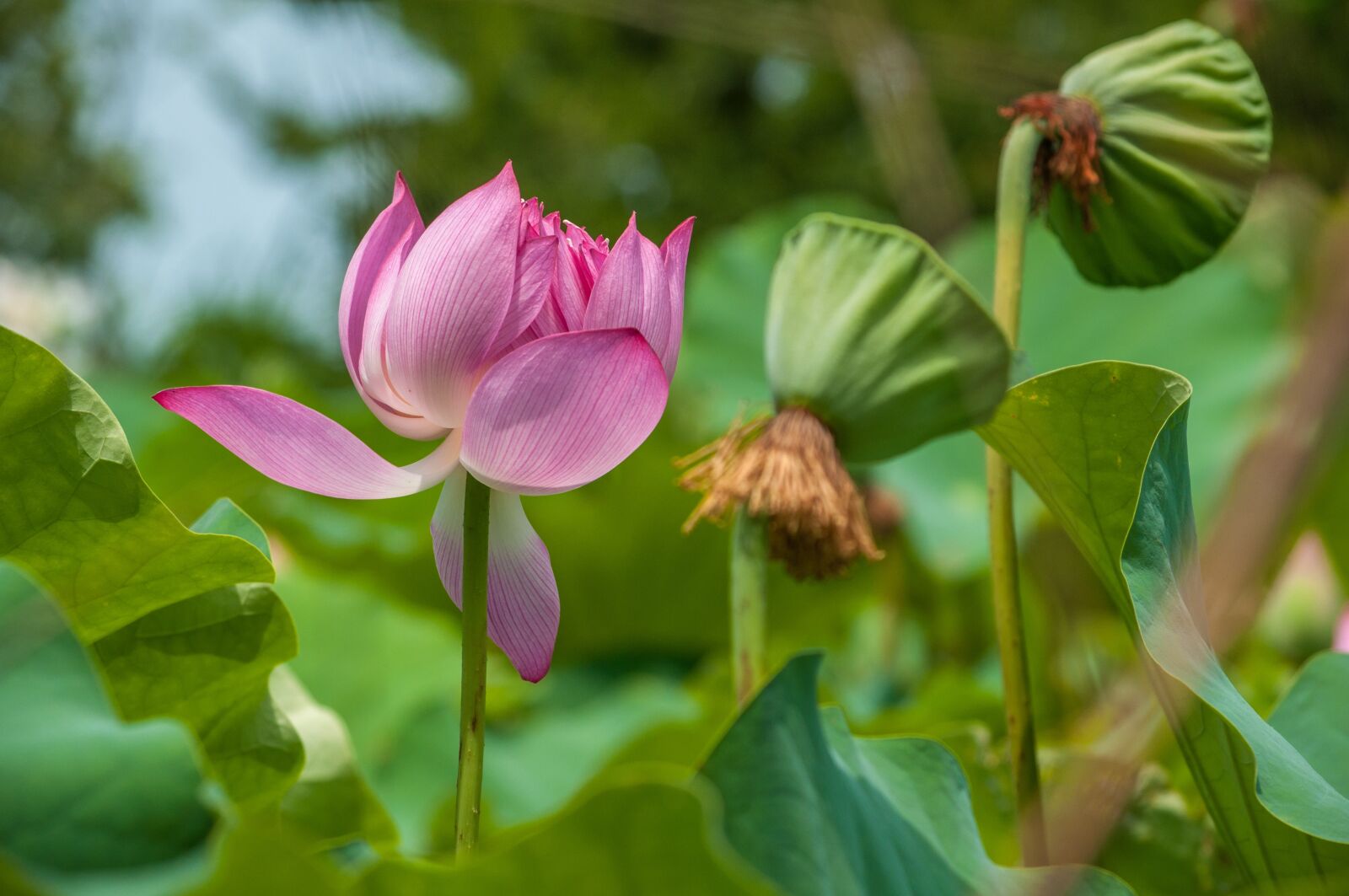 Nikon D90 sample photo. Lotus photography