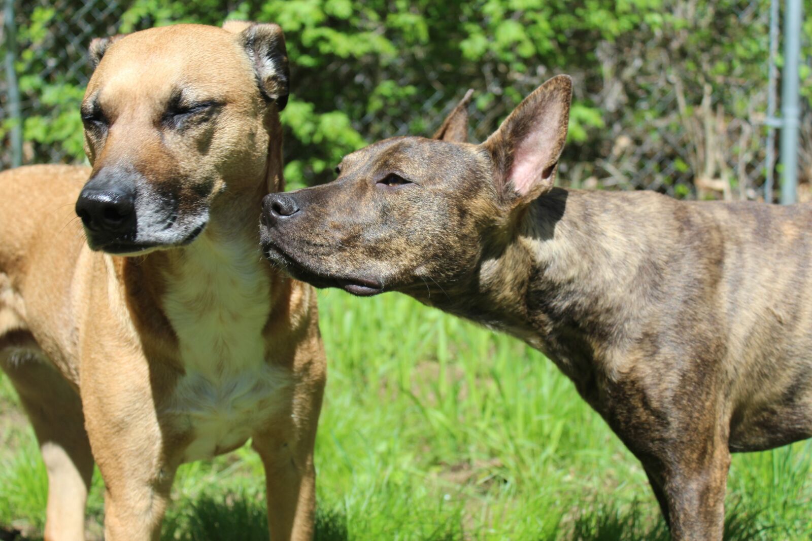Canon EOS 1200D (EOS Rebel T5 / EOS Kiss X70 / EOS Hi) sample photo. Black, mouth, cur, pitbull photography