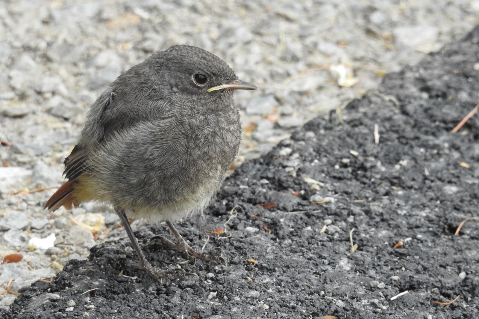 Nikon Coolpix P900 sample photo. Rotschwaenzchen, bird, young bird photography
