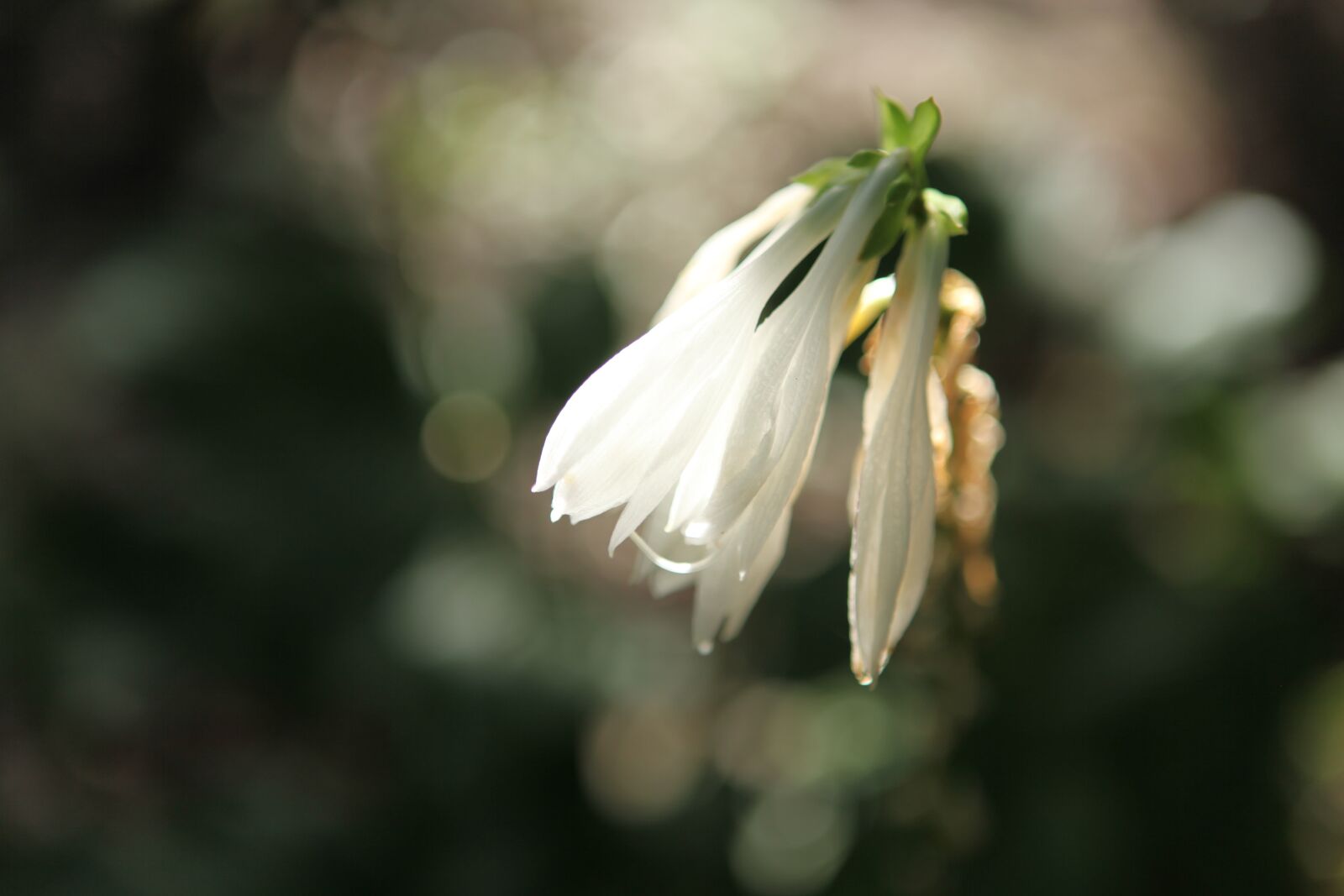 Canon EOS 5D Mark II sample photo. Hosta flower, beijing botanical photography