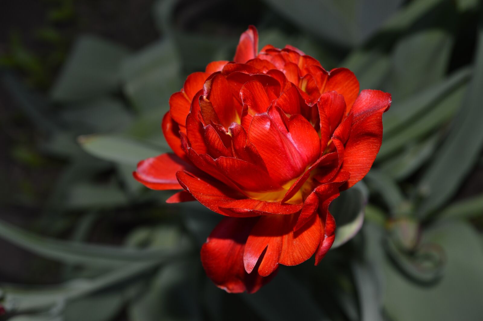 Nikon D3200 sample photo. Flower, red flower, beautiful photography