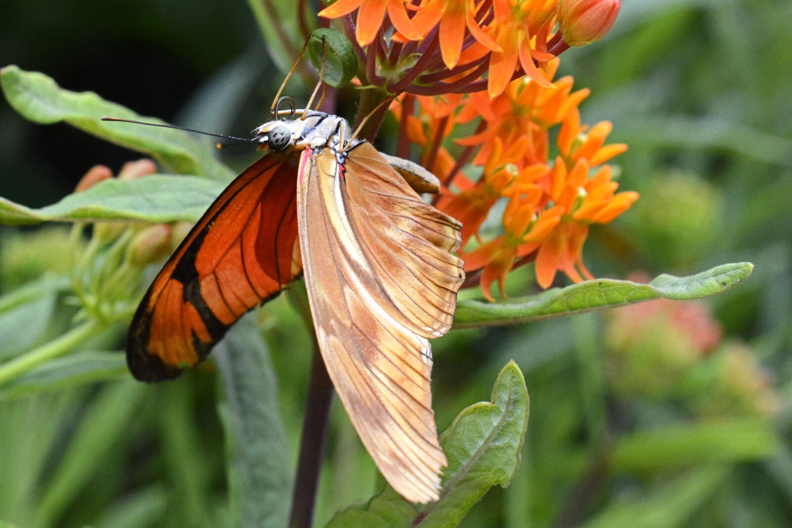 Nikon D7100 sample photo. Butterfly, insect, wing photography