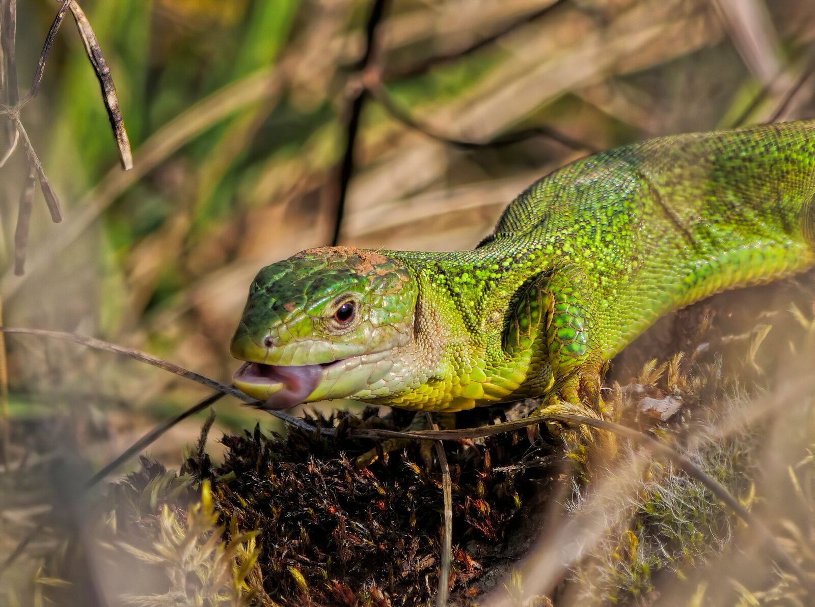 Panasonic Lumix DC-G9 sample photo. Lizard, reptile, animals photography