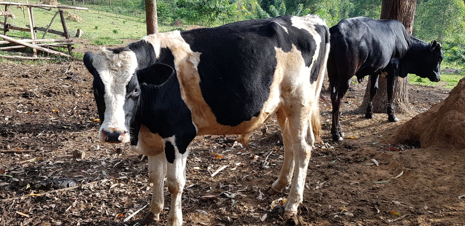 Samsung Galaxy S8+ sample photo. Animal, bull, farm photography