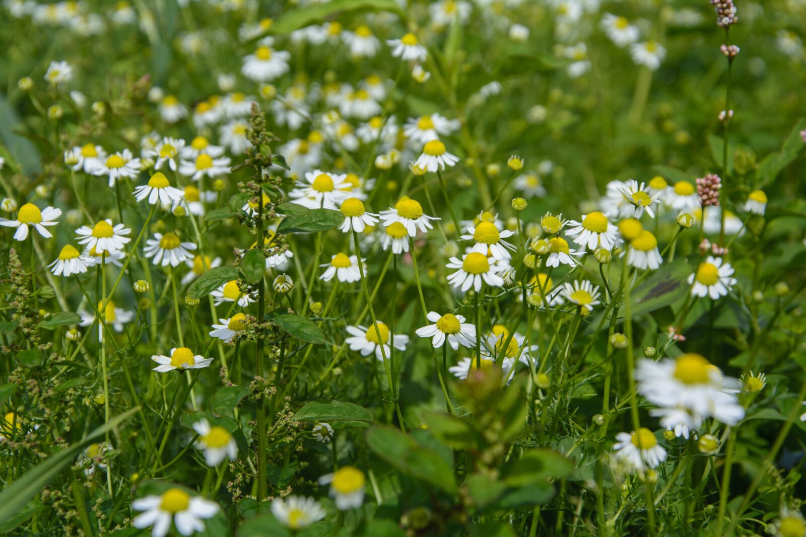 Nikon D7100 sample photo. Chamomile, flower, blossom photography
