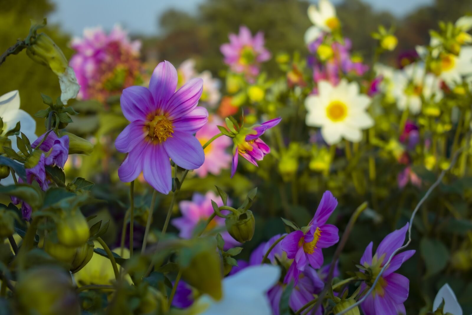 Nikon D3400 sample photo. Flower, nature, sunflower photography