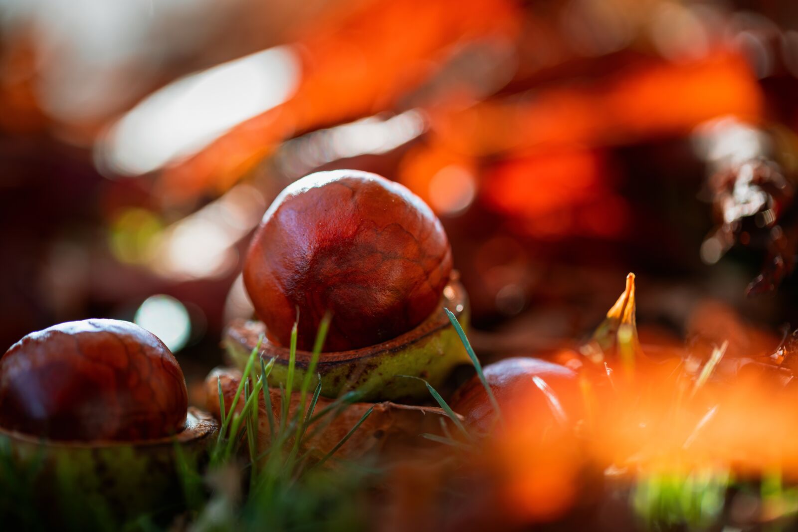 Canon EF 100mm F2.8L Macro IS USM sample photo. Chestnut, closeup, foliage photography