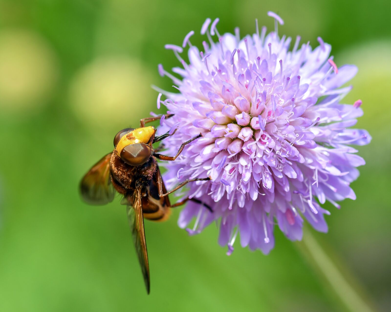 Nikon D500 + Tokina AT-X Pro 100mm F2.8 Macro sample photo. Hoverfly, forage, pollen photography