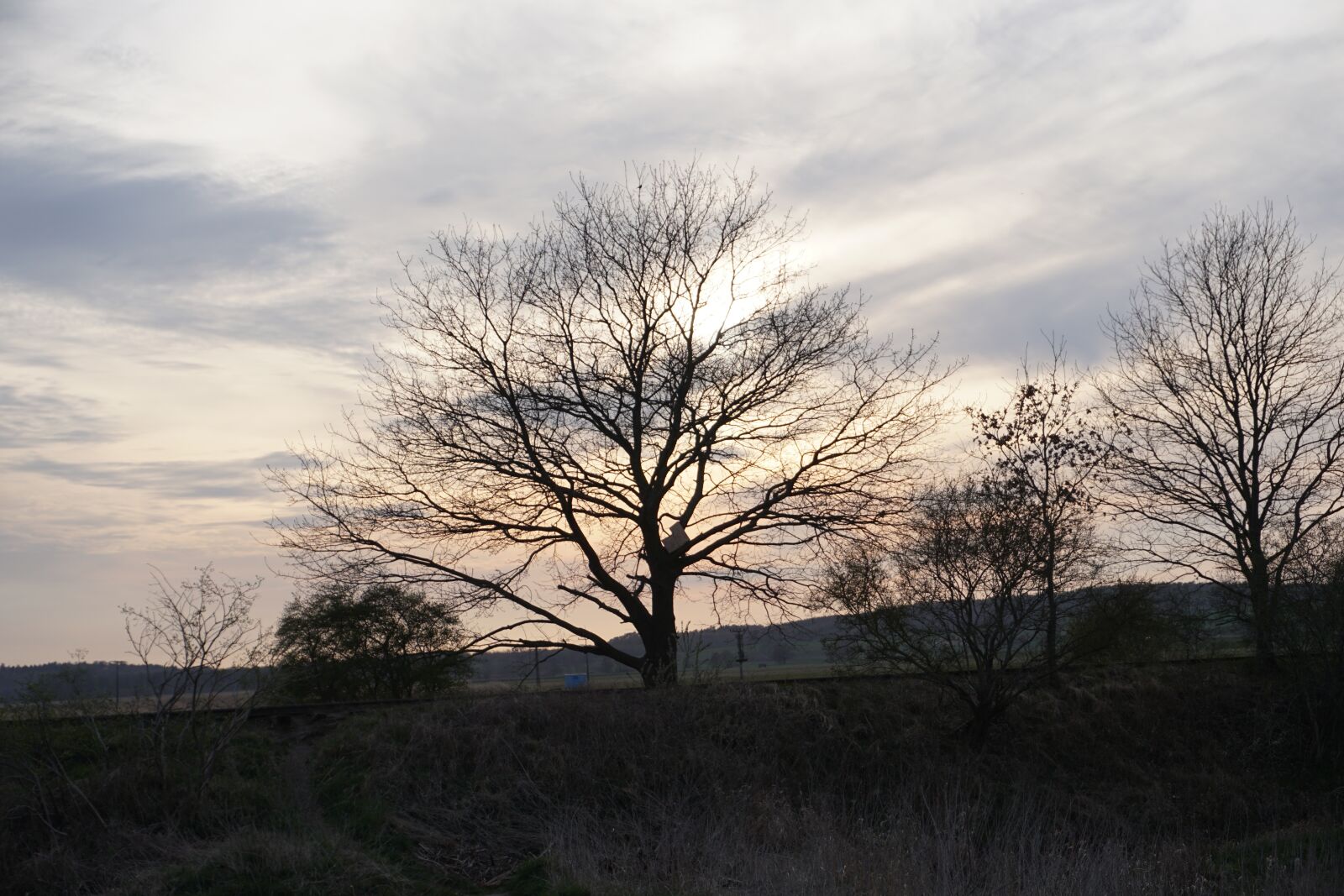 Sony a6300 sample photo. Sunrise, tree, dawn photography