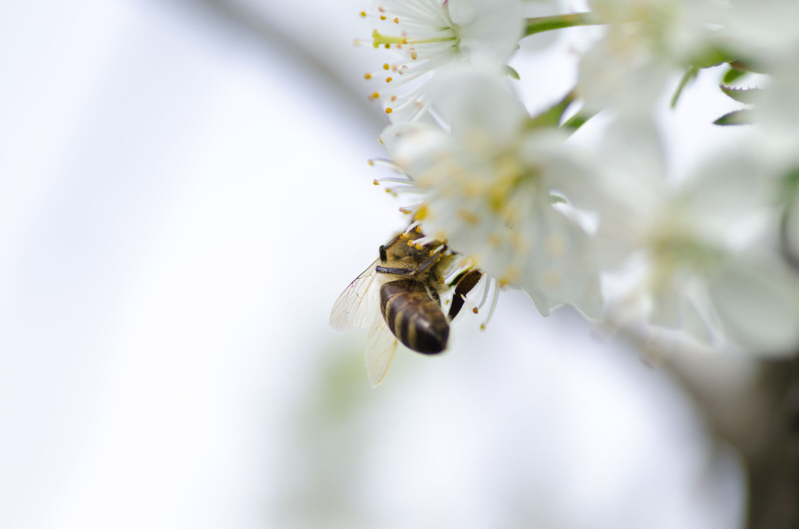 Nikon D5100 sample photo. Animal, antenna, background, beautiful photography