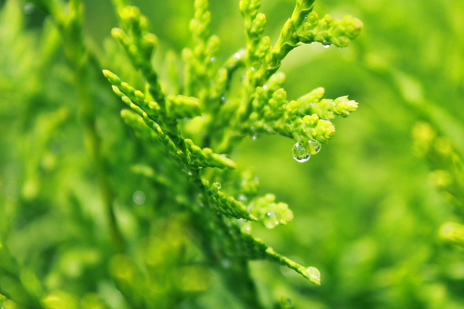 Canon EOS 1200D (EOS Rebel T5 / EOS Kiss X70 / EOS Hi) sample photo. Cypress, drop of water photography