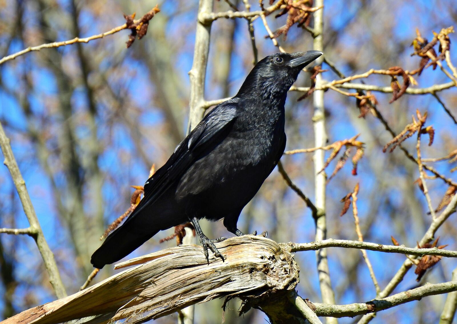 Nikon Coolpix P900 sample photo. Crow, bird, animal photography