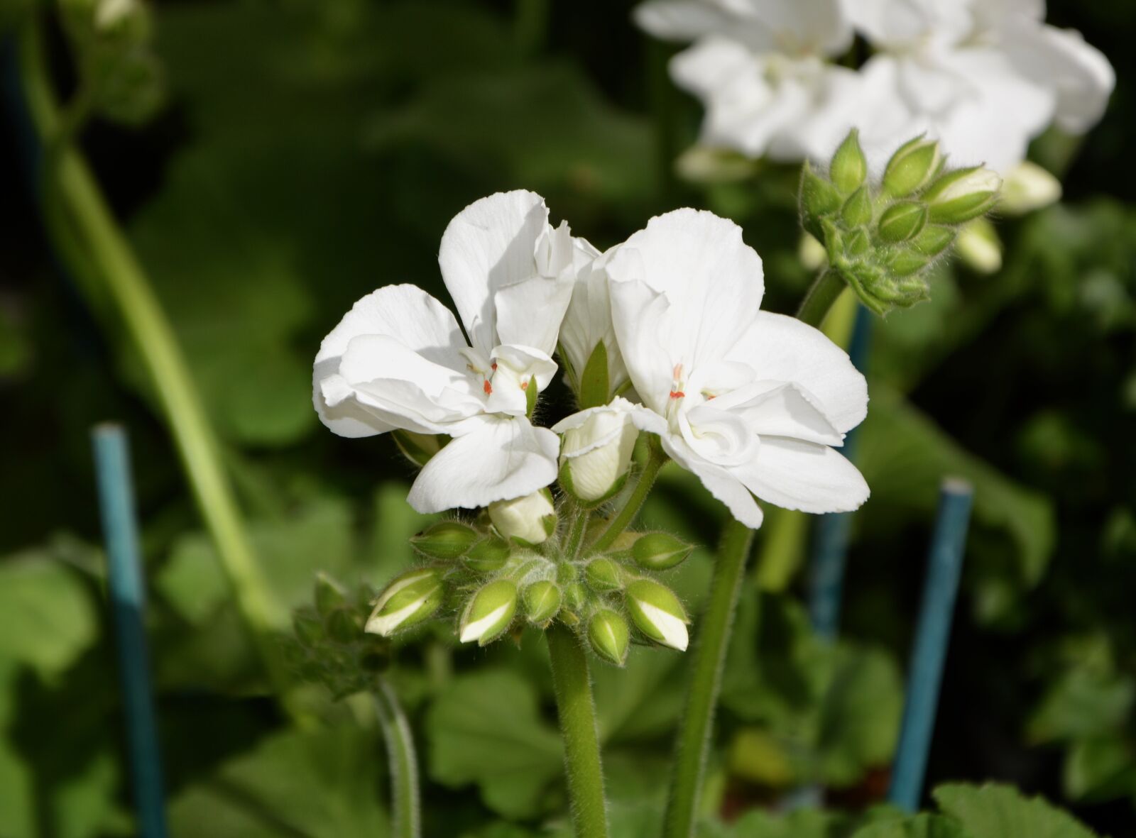 Nikon D5200 sample photo. Flower, geranium white, nature photography