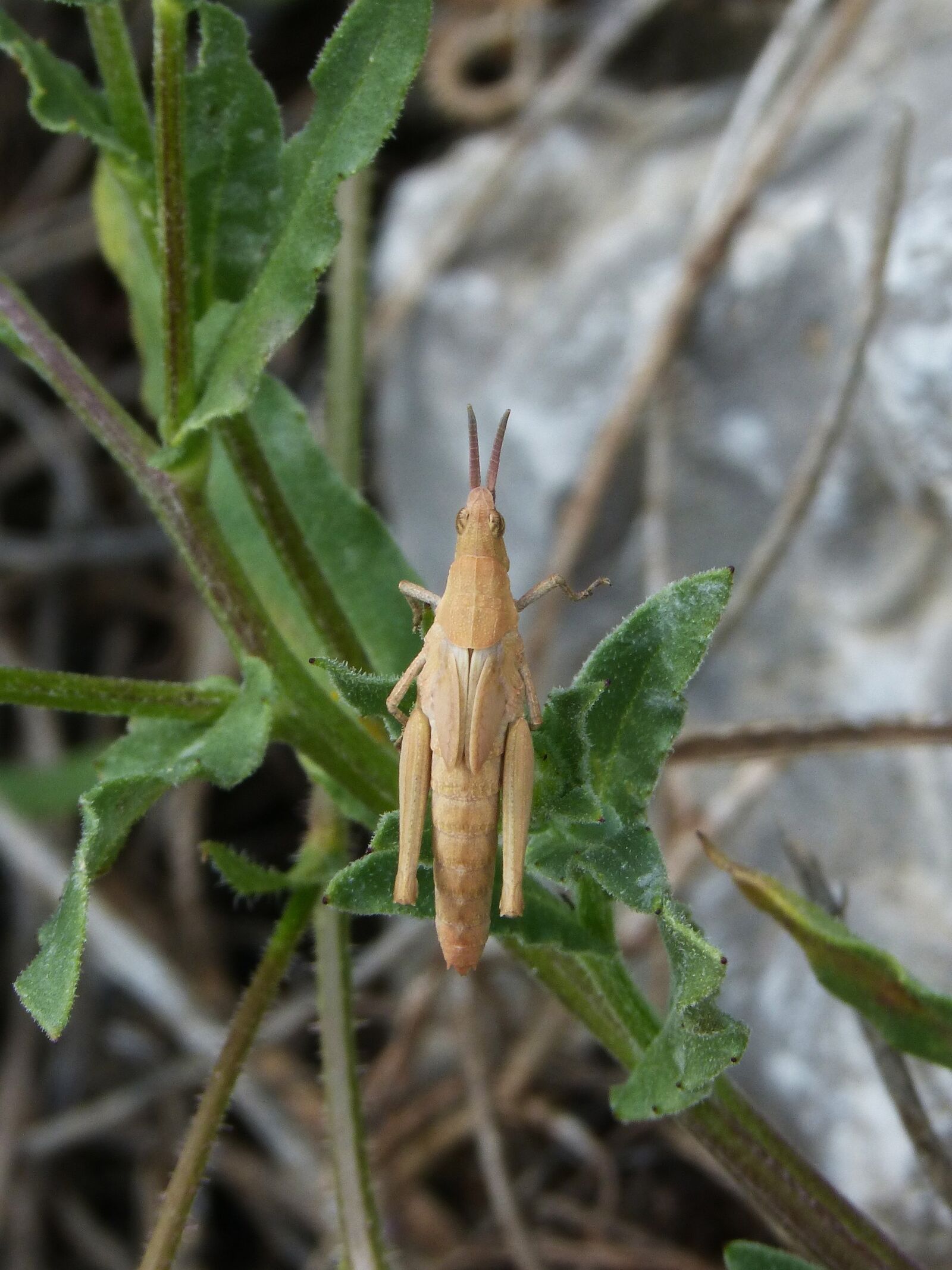 Panasonic DMC-FZ62 sample photo. Grasshopper, orthopteron, lobster photography