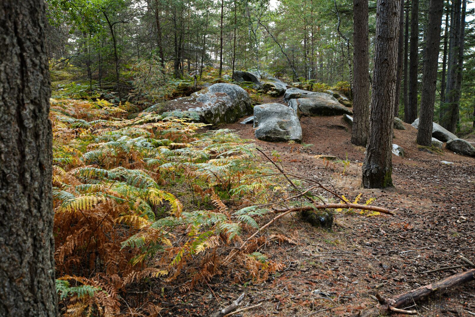 Nikon D500 sample photo. Tree, rock, fern photography