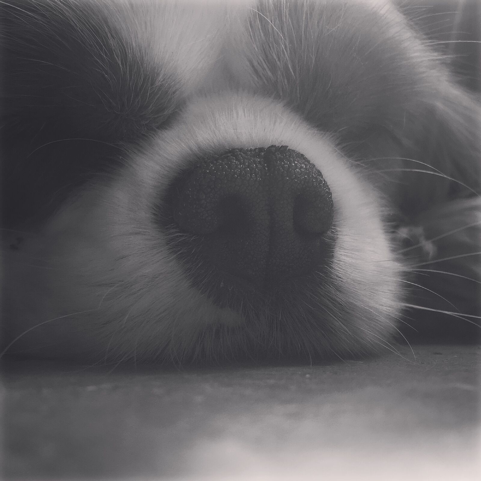 iPhone 6 back camera 4.15mm f/2.2 sample photo. Dog, nose photography