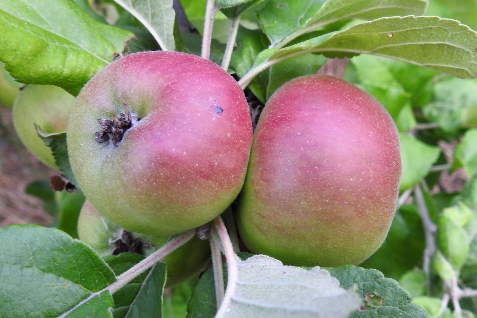 Nikon Coolpix P900 sample photo. Apple, apple tree, fruit photography