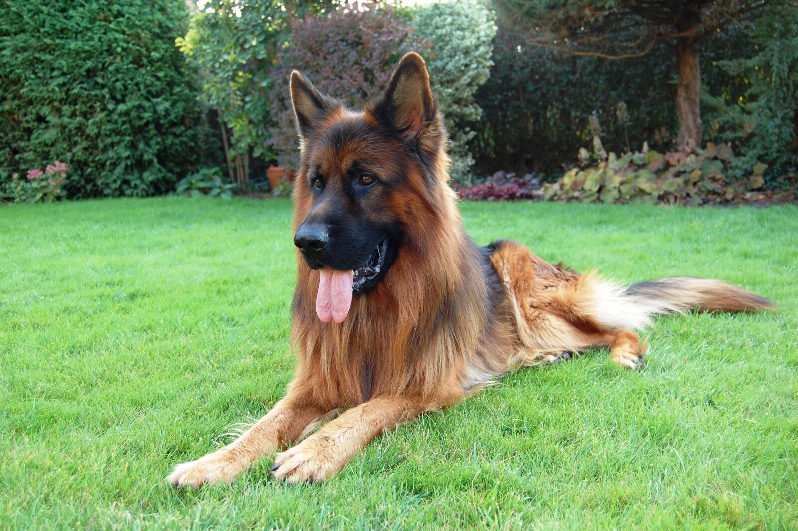 Nikon D40 sample photo. German shepherd, friend, dog photography