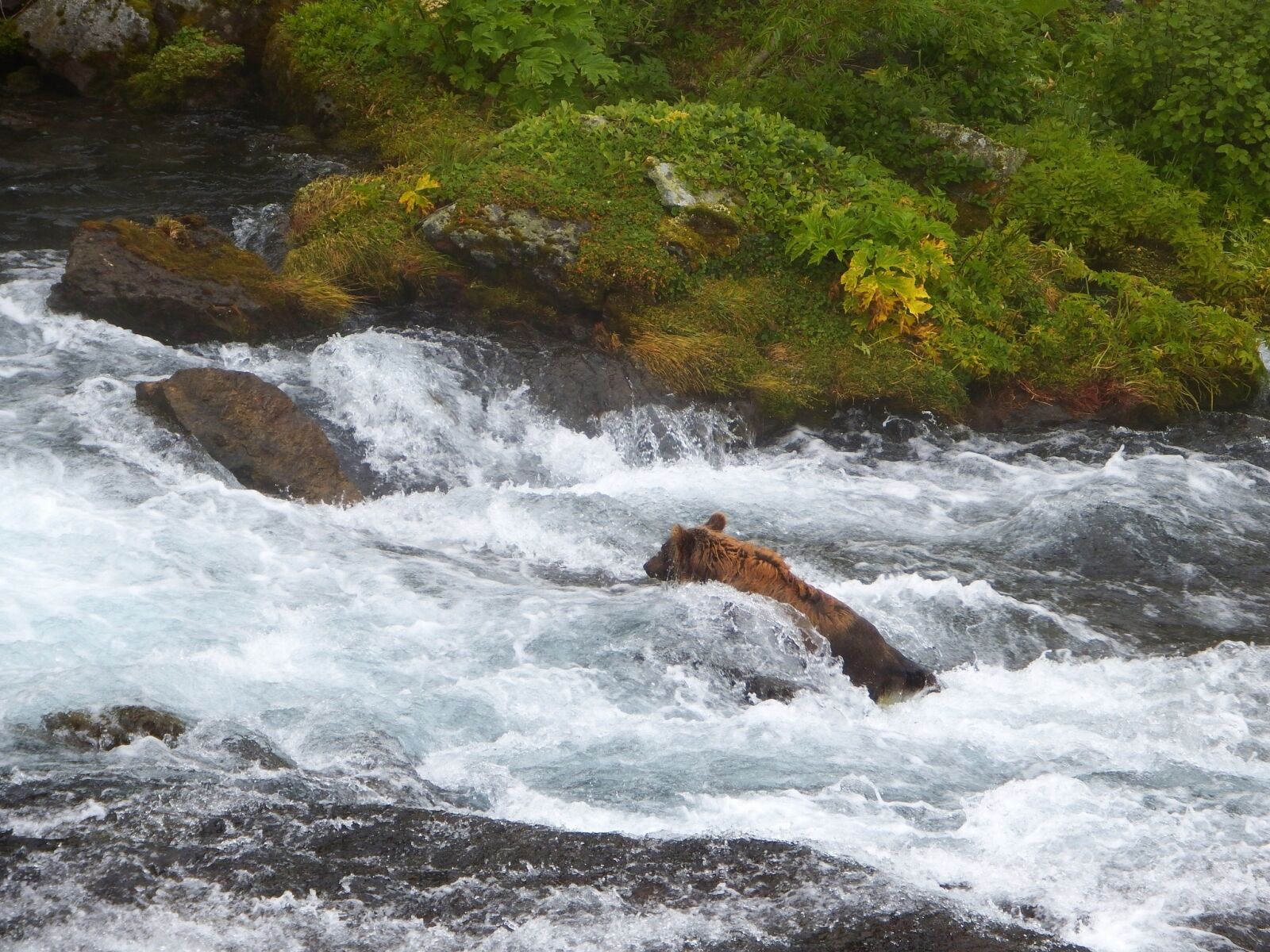 Fujifilm FinePix S1 sample photo. Bears, brown, kamchatka bear photography