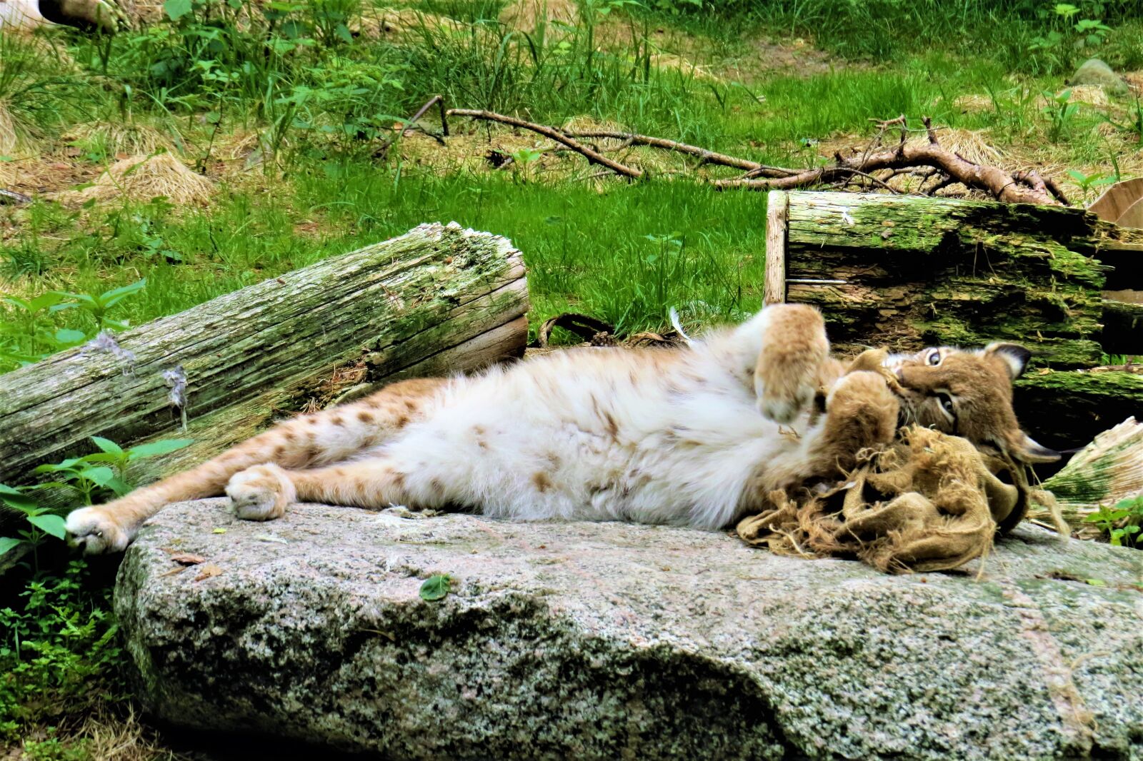 Canon PowerShot SX50 HS sample photo. Lynx, the beast, cat photography