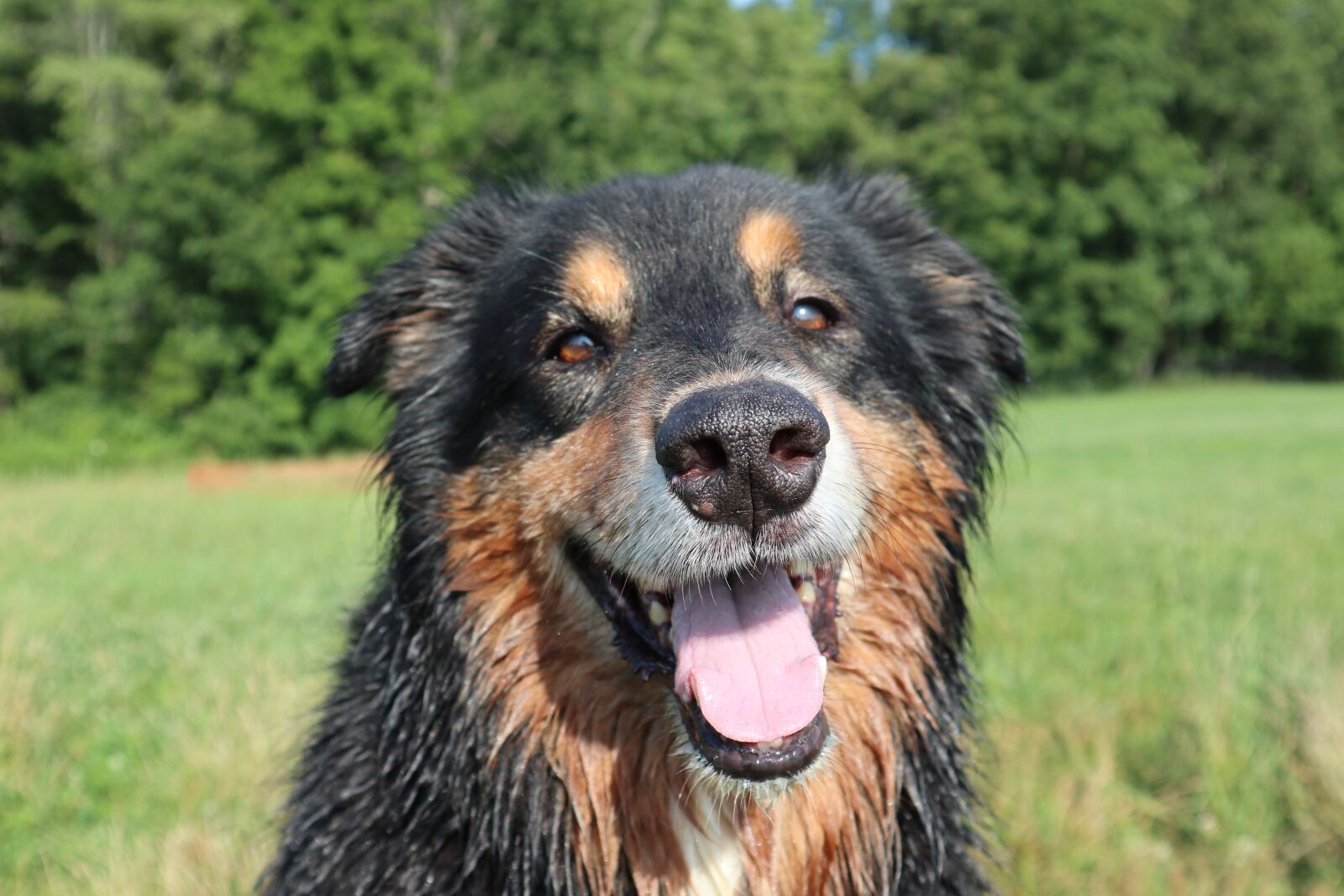 Canon EOS M6 sample photo. Dog, doggy, pet photography