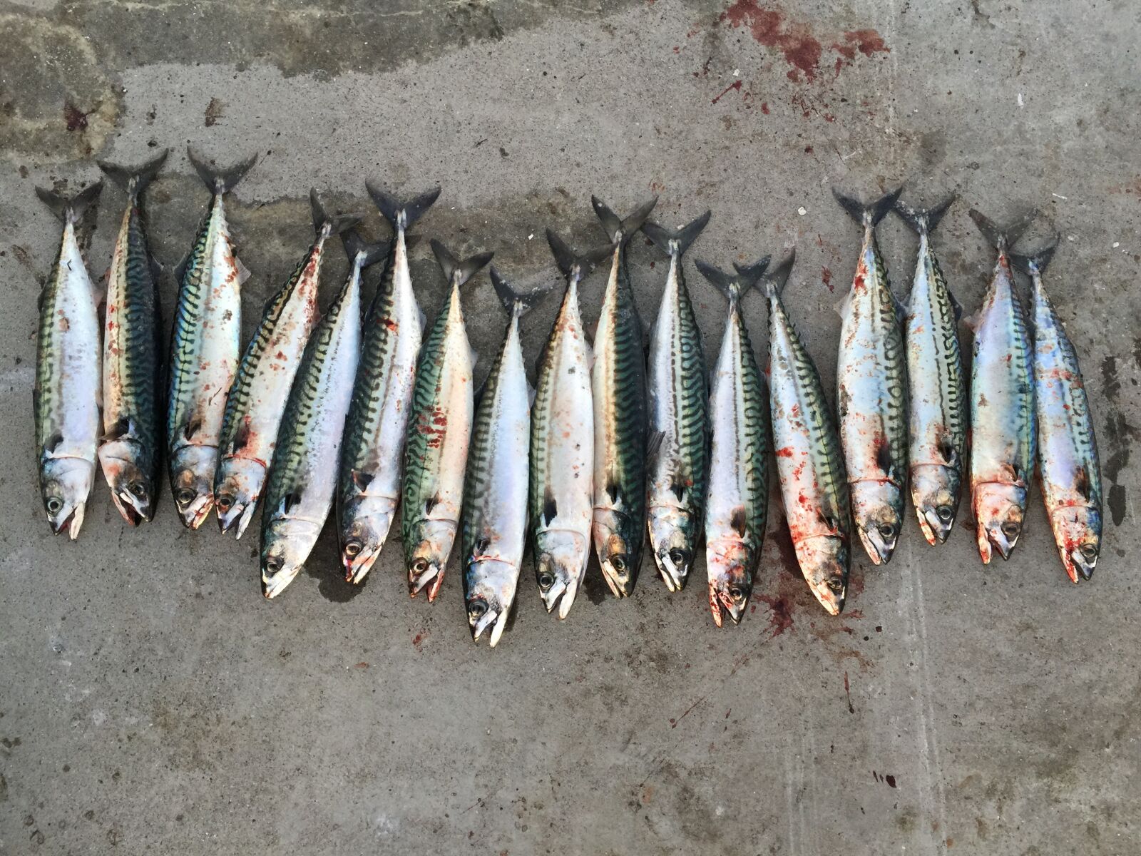 iPhone 6 Plus back camera 4.15mm f/2.2 sample photo. Fish, norway, summer photography