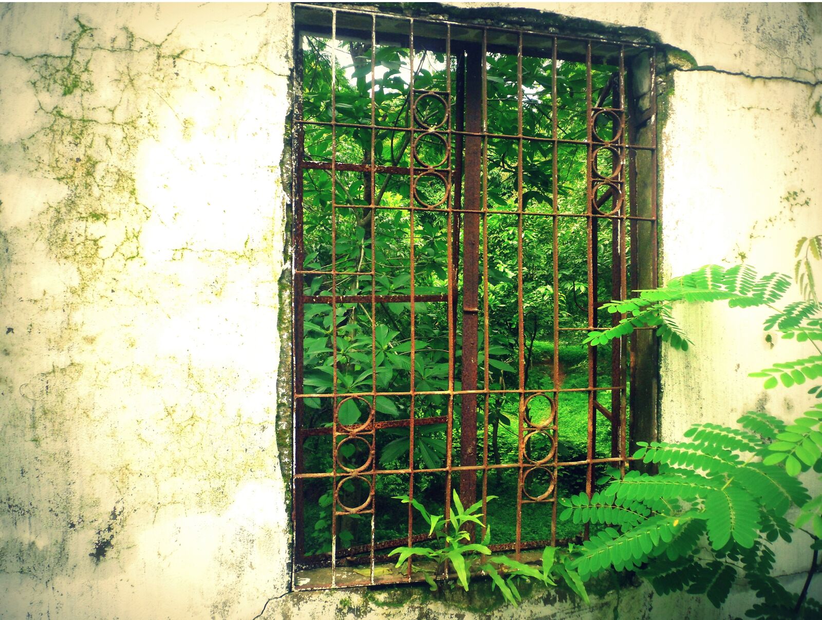 Samsung PL210, PL211 / VLUU PL210, PL211 sample photo. Window, green, behind photography