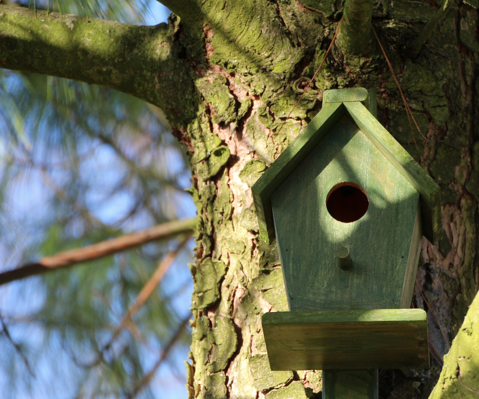 Canon EOS 650D (EOS Rebel T4i / EOS Kiss X6i) sample photo. Aviary, tree, nesting box photography