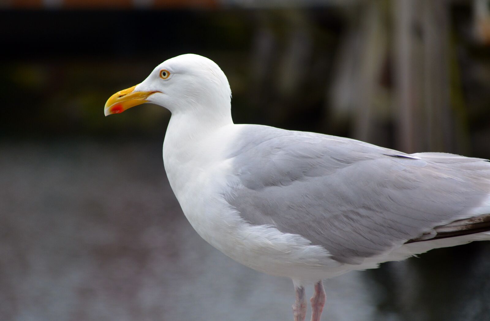 Nikon D5200 sample photo. Seagull, bird, animal photography