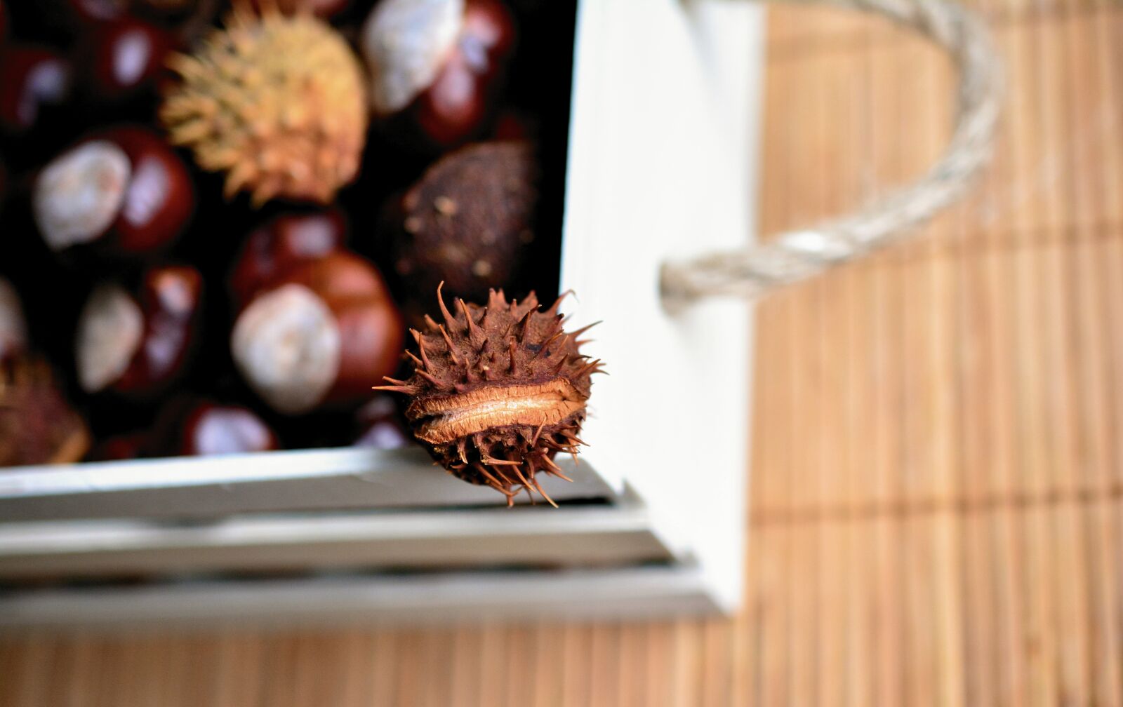 Nikon D5200 sample photo. Chestnut, horse chestnut, gather photography