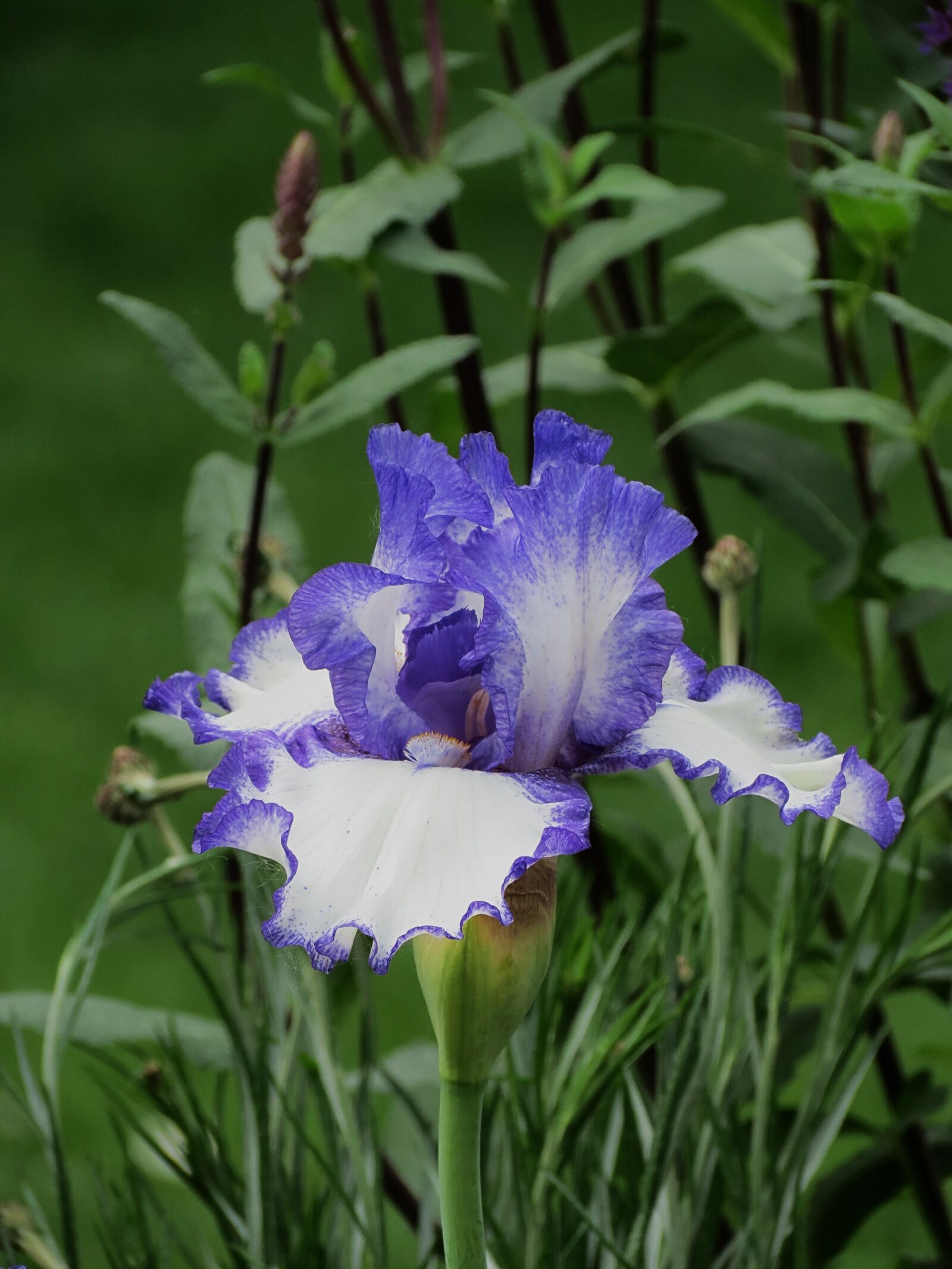 Canon PowerShot SX40 HS sample photo. Garden, cool, flower photography