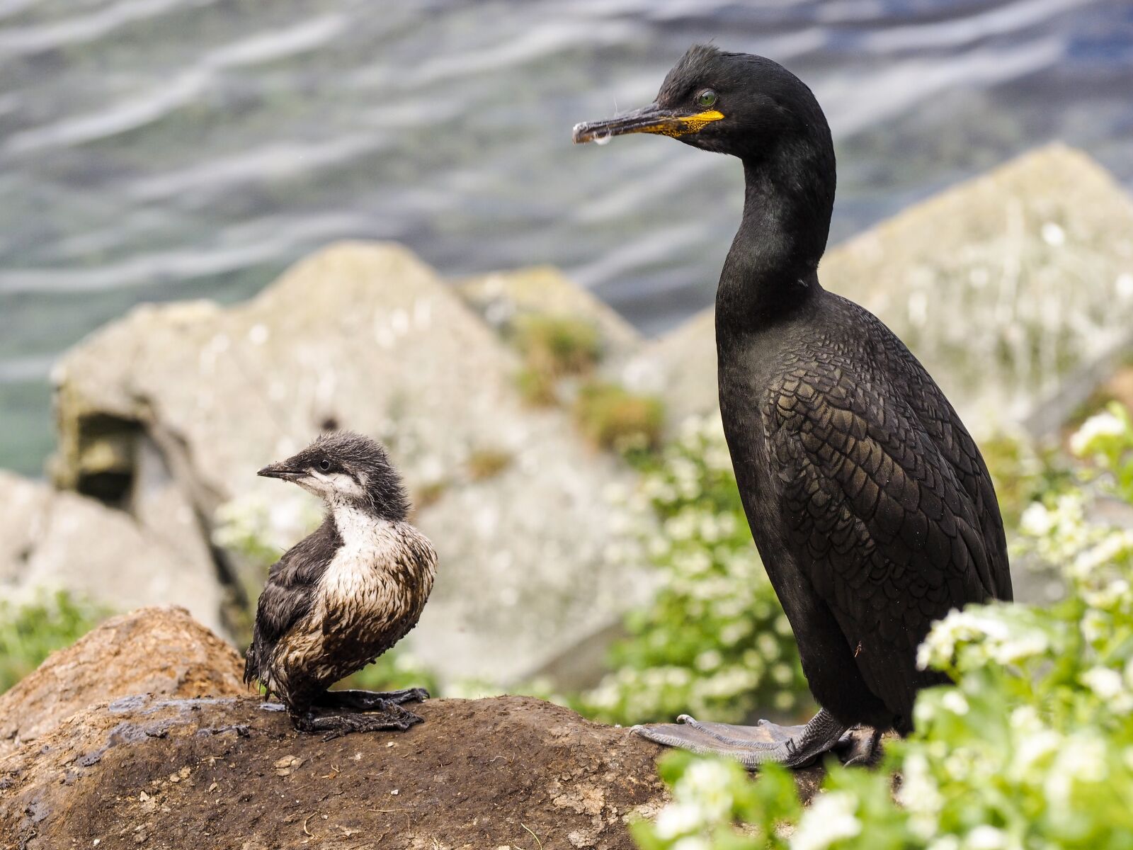 Olympus OM-D E-M10 sample photo. Bird, chick, nature photography