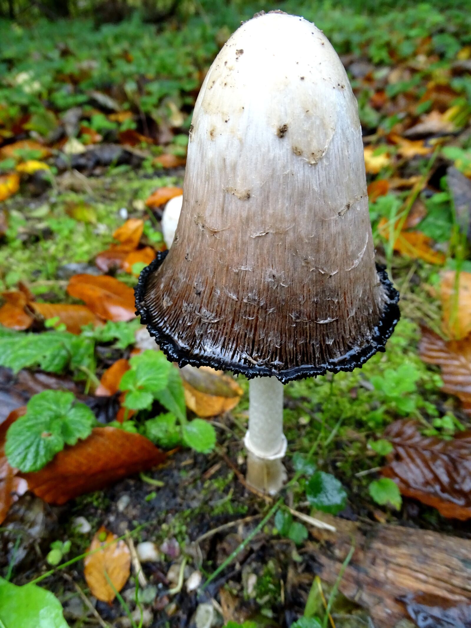 Sony Cyber-shot DSC-HX400V sample photo. Schopf comatus, mushrooms, mushroom photography